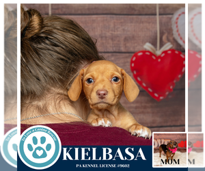 Doxle Dogs for adoption in Kimberton, PA, USA