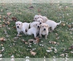 Small Photo #3 Labrador Retriever Puppy For Sale in WATERTOWN, WI, USA