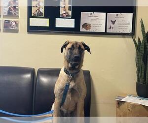 Mutt Dogs for adoption in Pasadena, CA, USA