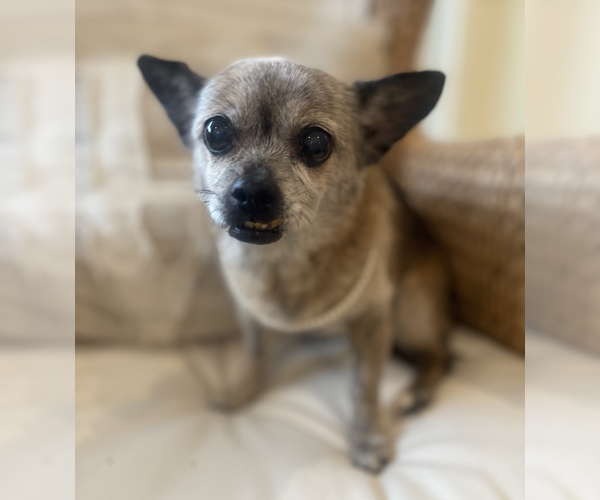 Medium Photo #3 Chiweenie Puppy For Sale in Weston, FL, USA
