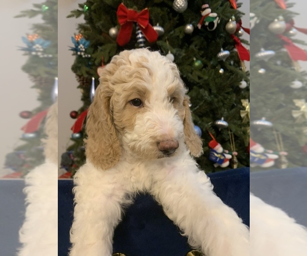 Medium Photo #1 Goldendoodle Puppy For Sale in MIDDLETOWN, DE, USA
