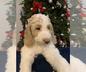 Goldendoodle Puppy for Sale in MIDDLETOWN, Delaware USA