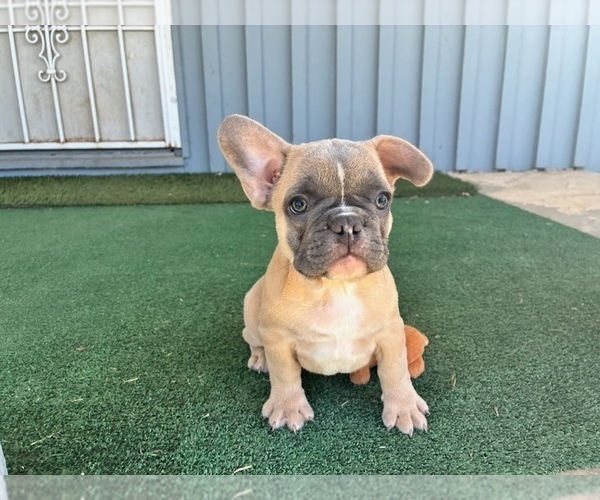 Medium Photo #2 French Bulldog Puppy For Sale in ATLANTA, GA, USA