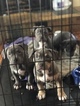 Small Photo #6 American Bully Puppy For Sale in JOLIET, IL, USA