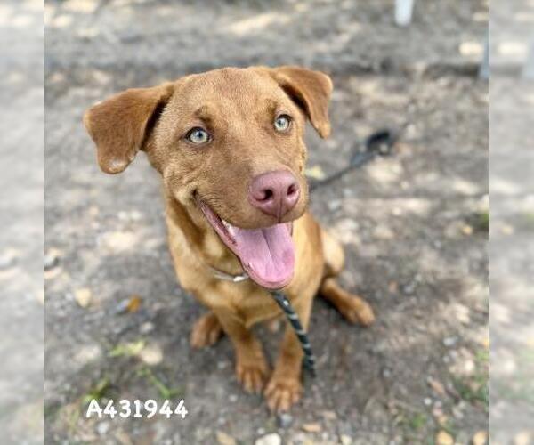 Medium Photo #1 Unknown-Vizsla Mix Puppy For Sale in Conroe, TX, USA