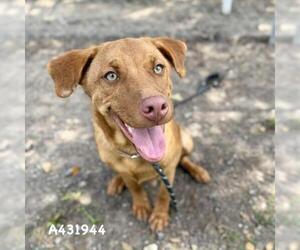Unknown-Vizsla Mix Dogs for adoption in Conroe, TX, USA