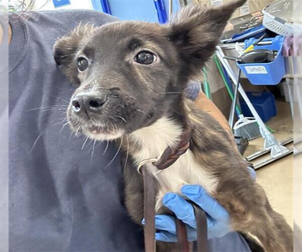 Medium Photo #1 Dutch Shepherd -Unknown Mix Puppy For Sale in Chula Vista, CA, USA