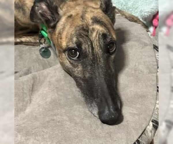 Medium Photo #1 Greyhound Puppy For Sale in Grandville, MI, USA
