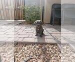 Small Photo #13 Cane Corso Puppy For Sale in SAN TAN VALLEY, AZ, USA