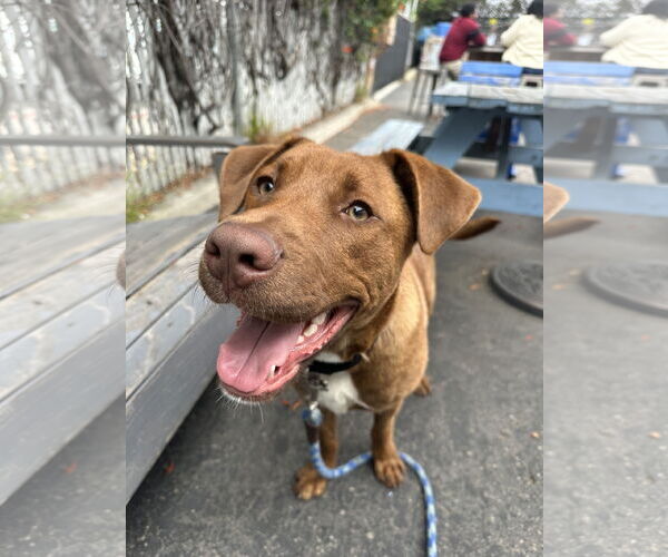 Medium Photo #5 Labrador Retriever-Unknown Mix Puppy For Sale in San Diego, CA, USA