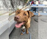 Small #4 Labrador Retriever Mix