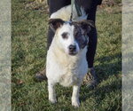 Small #23 American Staffordshire Terrier-Border Collie Mix