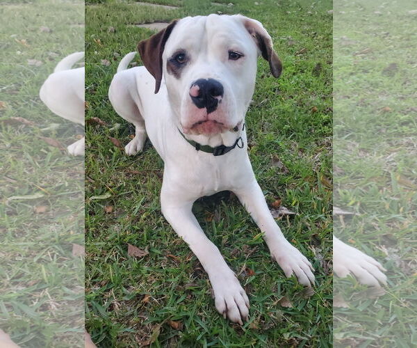 Medium Photo #7 Saint Bernard-Staffordshire Bull Terrier Mix Puppy For Sale in Fort Worth, TX, USA
