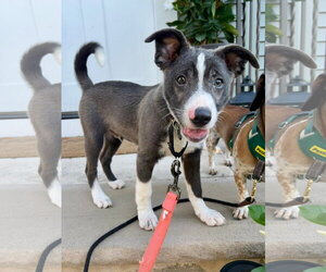 Mutt Dogs for adoption in Oakhurst, NJ, USA