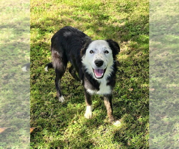 Medium Photo #2 Border Collie-Unknown Mix Puppy For Sale in Newport Beach, CA, USA