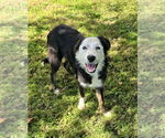 Small #1 Border Collie Mix