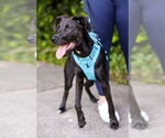 Small #2 Labrador Retriever Mix