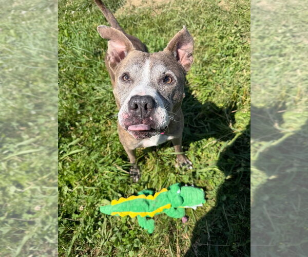 Medium Photo #6 American Staffordshire Terrier Puppy For Sale in Pierceton , IN, USA