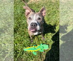 Small #5 American Staffordshire Terrier
