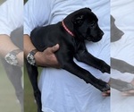 Small Photo #25 Cane Corso Puppy For Sale in ANDERSON, IN, USA