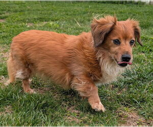 Dachshund Dogs for adoption in Shelbyville, TN, USA