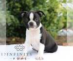 Small #4 Boston Terrier