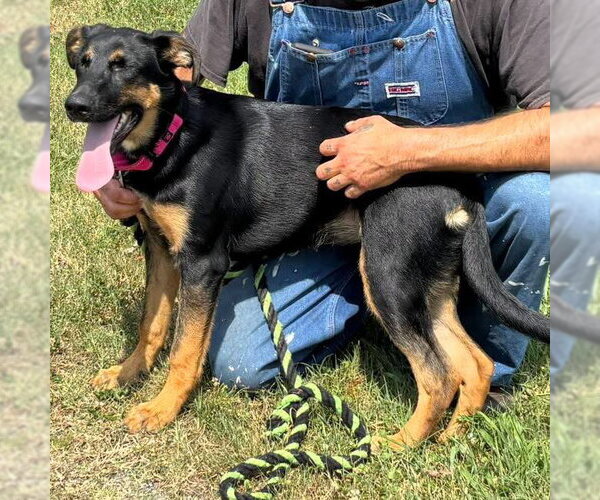 Medium Photo #3 German Shepherd Dog-Unknown Mix Puppy For Sale in Rustburg, VA, USA