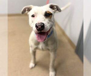 American Staffordshire Terrier-Unknown Mix Dogs for adoption in Aurora, CO, USA