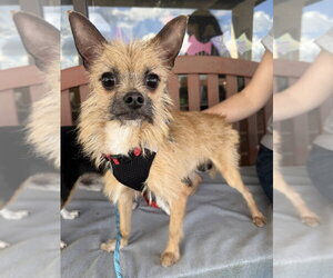 Chihuahua-Unknown Mix Dogs for adoption in Mundelein, IL, USA