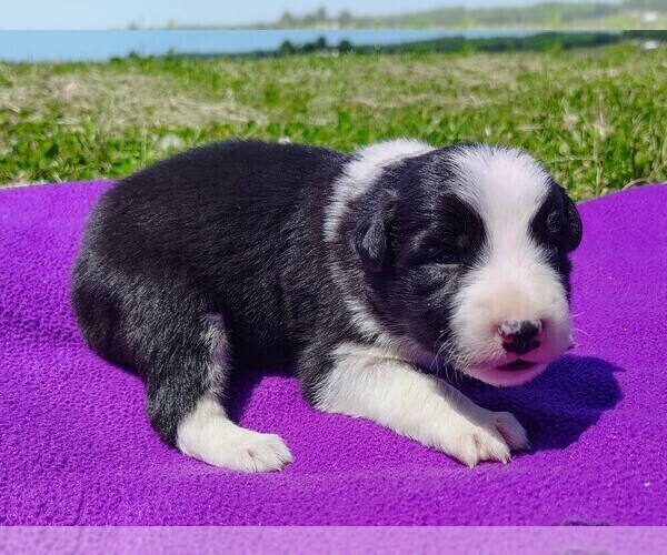 Medium Photo #115 Border Collie Puppy For Sale in NORBORNE, MO, USA