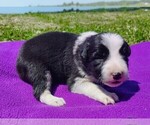 Small Photo #115 Border Collie Puppy For Sale in NORBORNE, MO, USA
