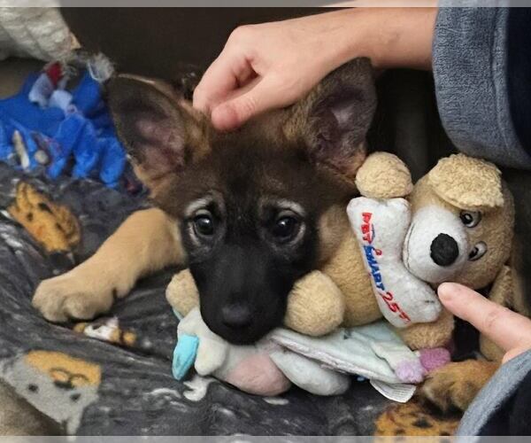 Medium Photo #4 German Shepherd Dog-pomeranian spitz Mix Puppy For Sale in Princeton, MN, USA