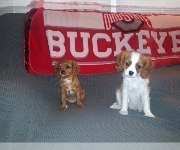 Medium Photo #27 Cavalier King Charles Spaniel Puppy For Sale in HOWLAND, OH, USA