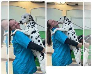 Dalmatian Puppy for sale in BEACHWOOD, OH, USA