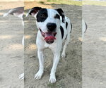 Small #1 American Pit Bull Terrier