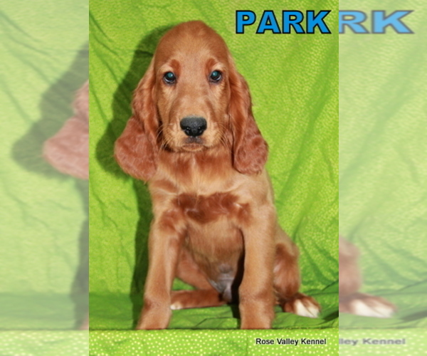 Medium Photo #2 Irish Setter Puppy For Sale in EXCELSIOR SPRINGS, MO, USA