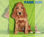 Small Photo #2 Irish Setter Puppy For Sale in EXCELSIOR SPRINGS, MO, USA
