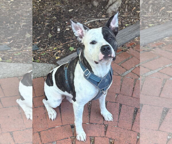 Medium Photo #2 Dogo Argentino Puppy For Sale in Fremont, CA, USA