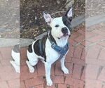Small #1 Dogo Argentino