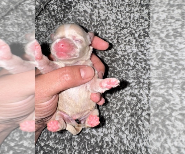 Medium Photo #1 ShihPoo Puppy For Sale in LUDLOW, MA, USA