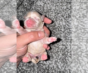 ShihPoo Puppy for sale in LUDLOW, MA, USA