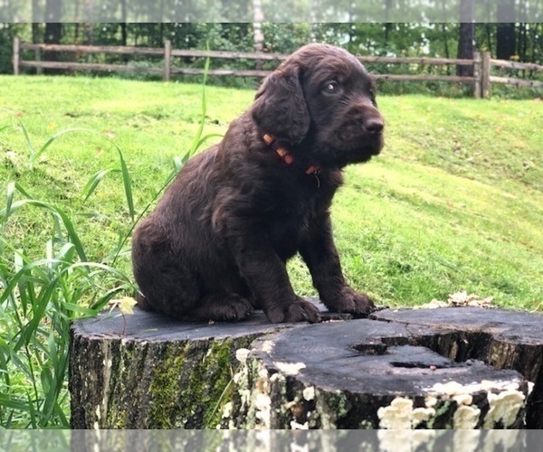 Medium Photo #16 Labradoodle Puppy For Sale in SAGINAW, MN, USA