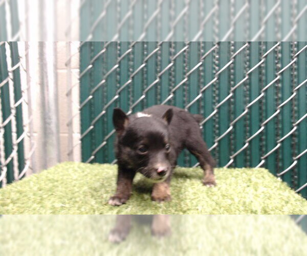 Medium Photo #1 German Shepherd Dog-Unknown Mix Puppy For Sale in Downey, CA, USA