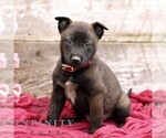 Small #3 Belgian Malinois