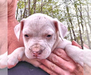 Bulldog-Labrador Retriever Mix Dogs for adoption in Rutherfordton, NC, USA