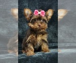 Small Photo #2 Yorkshire Terrier Puppy For Sale in WARSAW, IN, USA