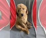 Image preview for Ad Listing. Nickname: Bella