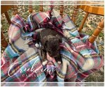 Small Photo #10 Schnoodle (Miniature) Puppy For Sale in NIANGUA, MO, USA