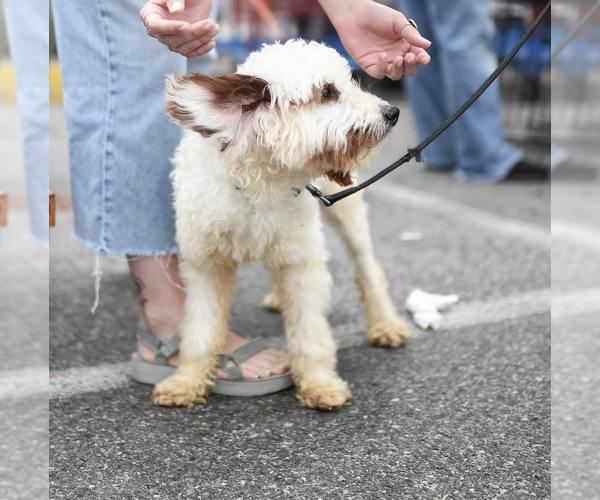 Medium Photo #3 Poodle (Standard) Puppy For Sale in Brooklyn, NY, USA
