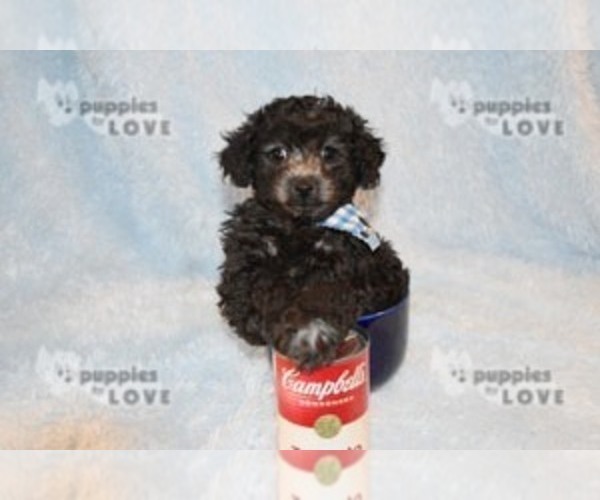 Medium Photo #3 Poodle (Toy) Puppy For Sale in SANGER, TX, USA